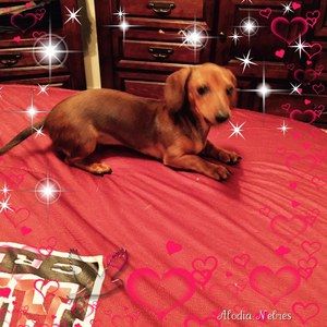 Meet your Posher, Wanda